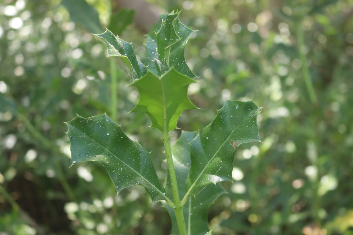 Acanthus ilicifolius L.